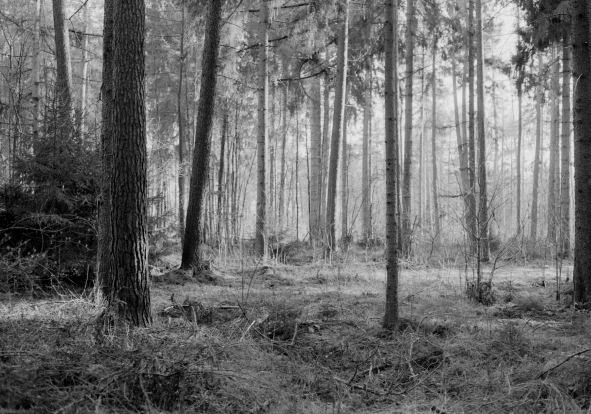 A forest shot on BW stock